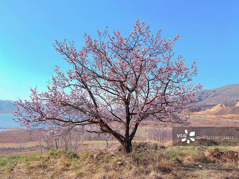 全国最大移民开发区宁夏吴忠市红寺堡区的今日面貌图片素材