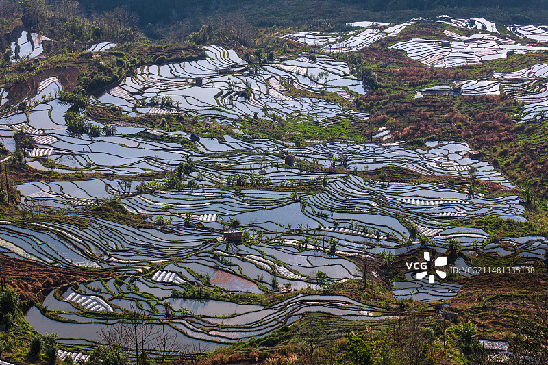 云南红河元阳老虎嘴梯田特写，因形状像老虎嘴而得名，水面在天空映衬下泛蓝，曲线错综复杂勾勒出想象图案图片素材