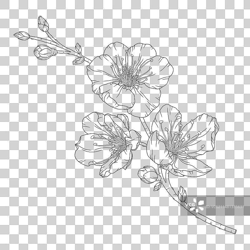 开花和花蕾的杏树枝图片素材