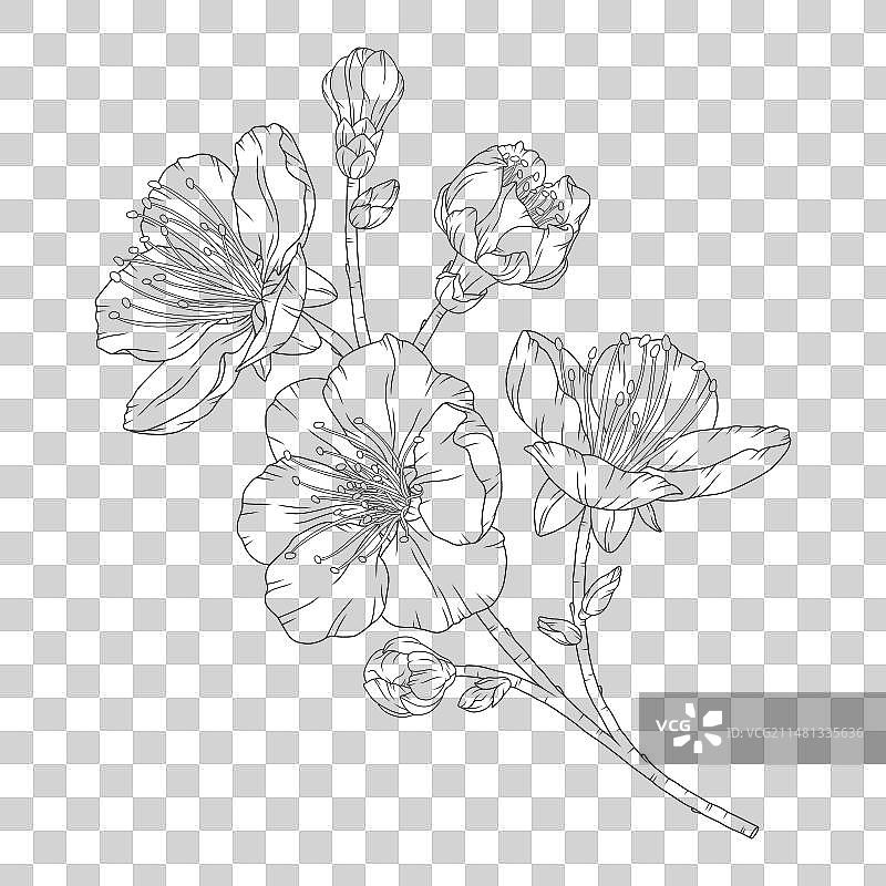 开花和花蕾的杏树枝图片素材