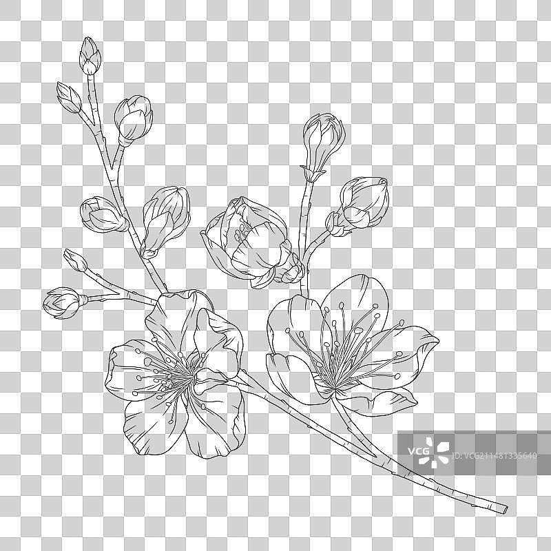 开花和花蕾的杏树枝图片素材