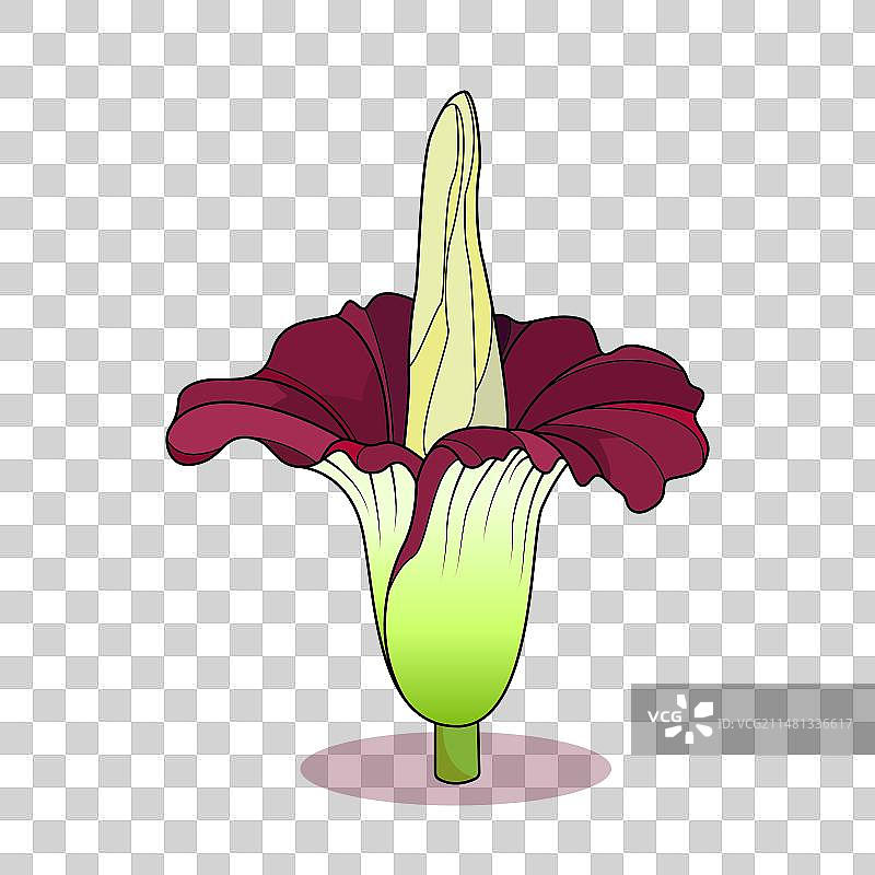 巨魔芋图片素材