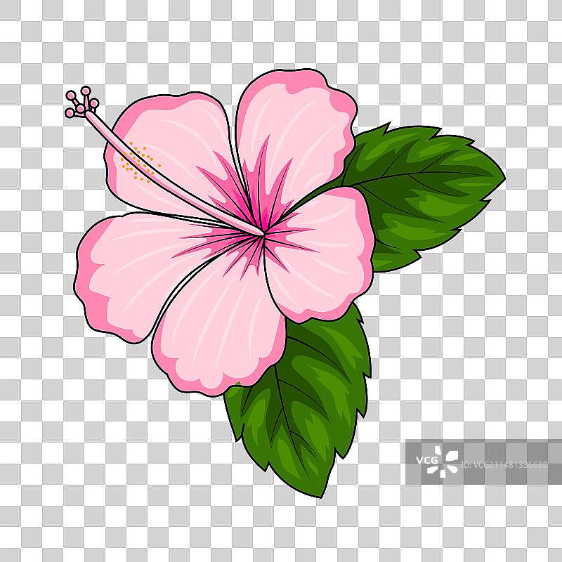 粉红色芙蓉花图片素材