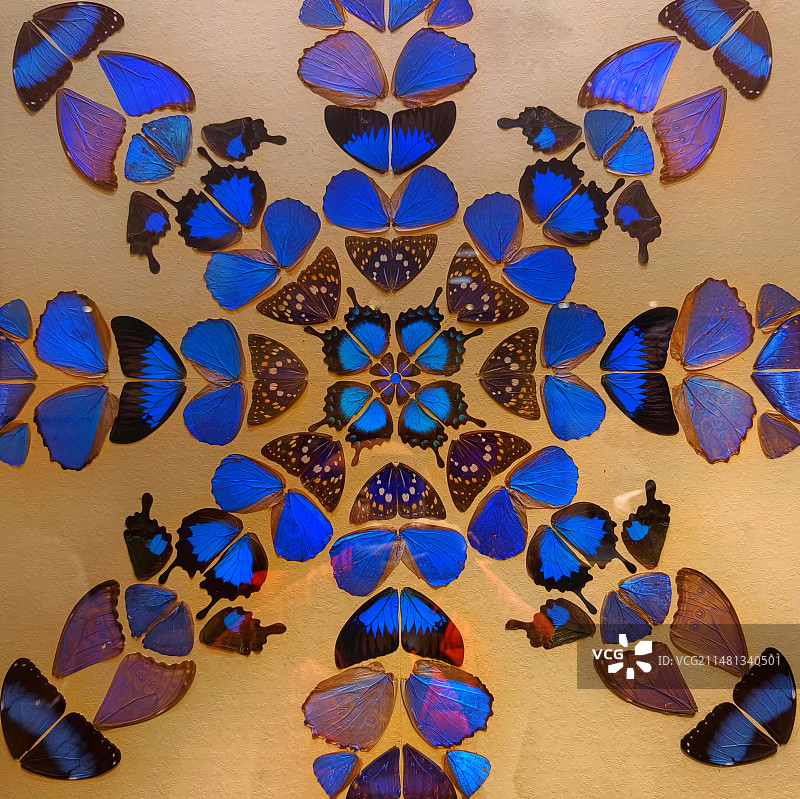 蓝色梦幻—蝴蝶标本图片素材