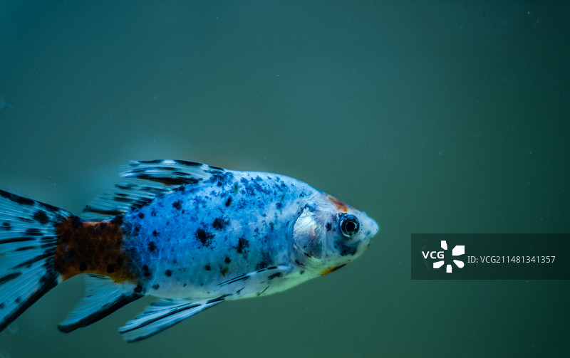 热带神仙鱼图片素材