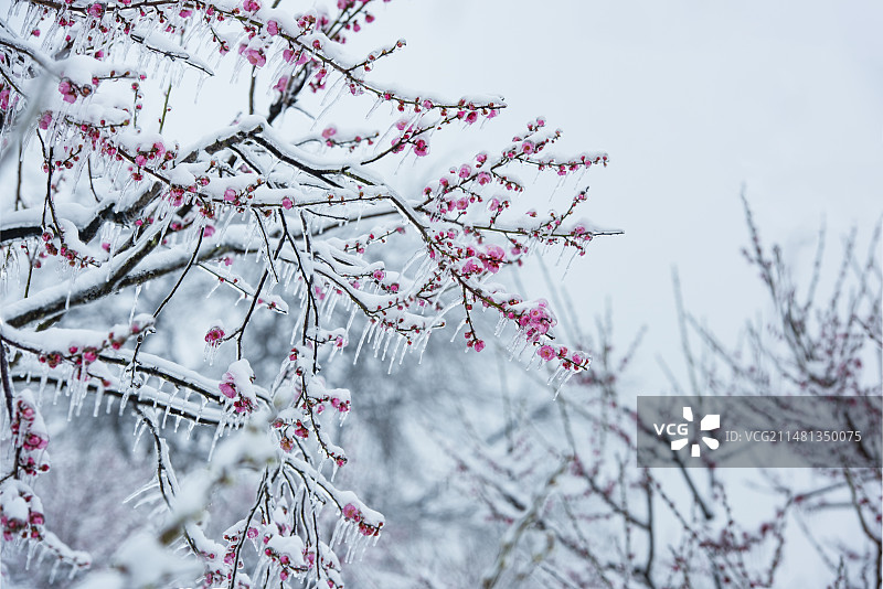 中国湖北武汉东湖梅园梅花雪景图片素材