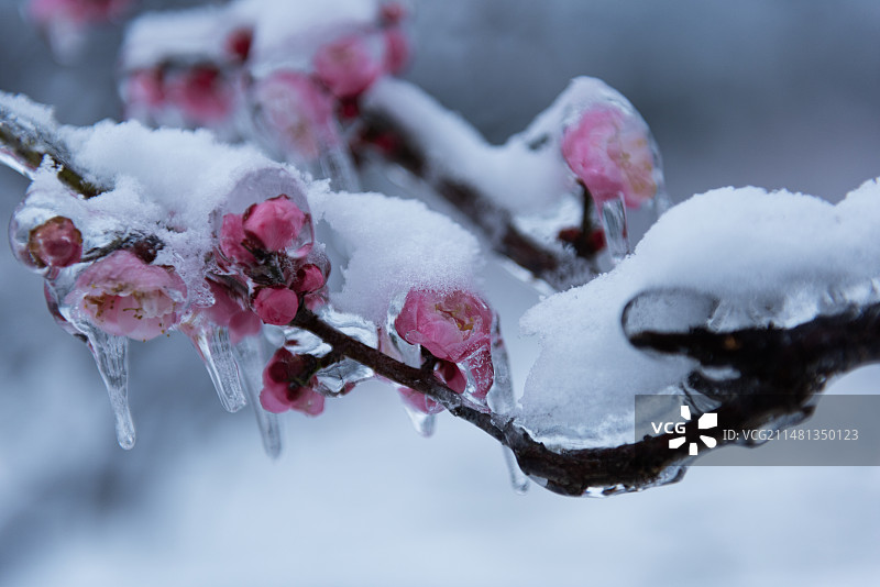中国湖北武汉东湖梅园梅花雪景图片素材