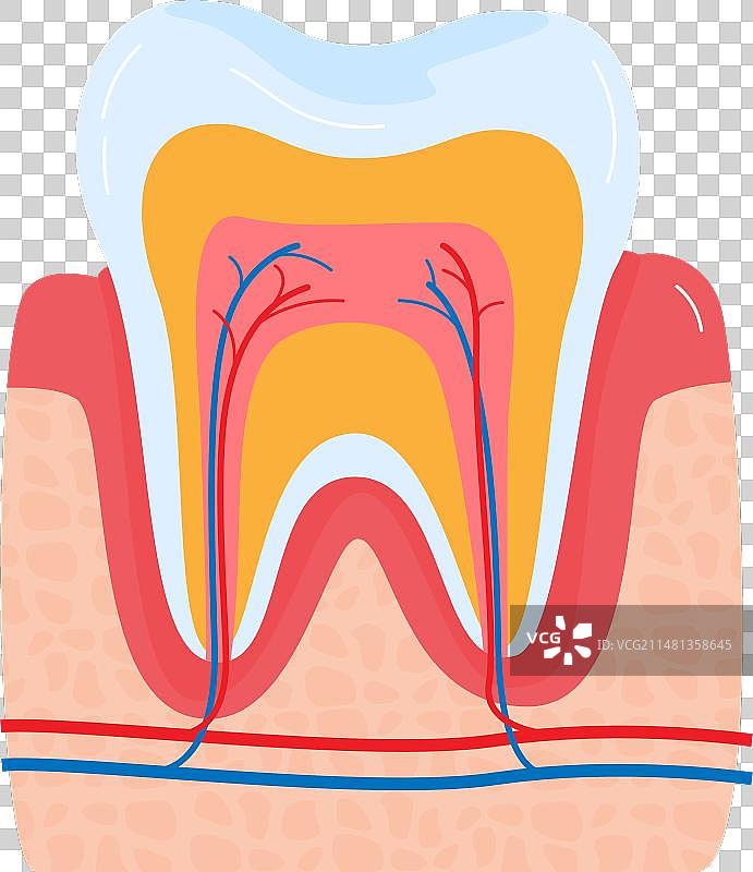 牙齿解剖结构横截面细节特写图片素材