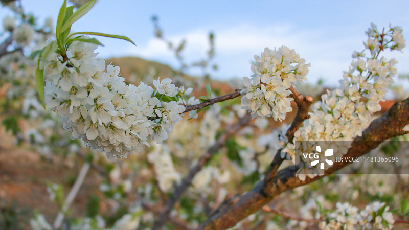 雅安汉源梨花图片素材