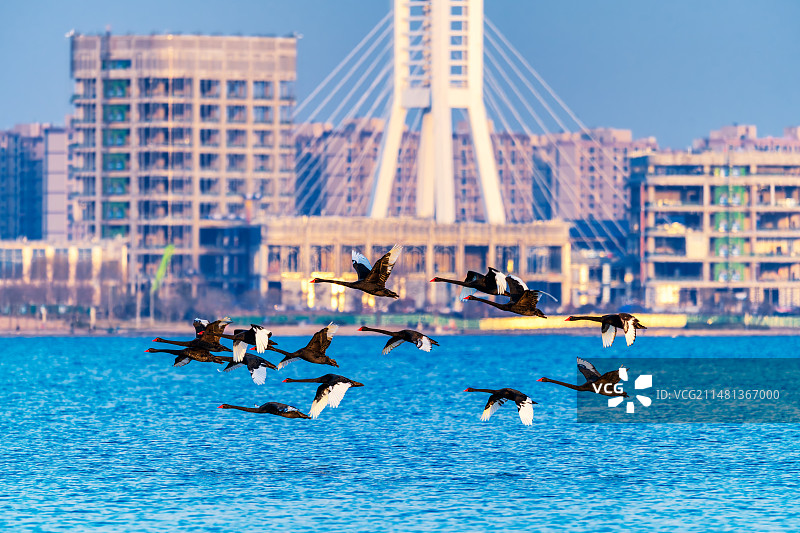 亚洲中国河南省郑州市北龙湖湿地公园一群黑天鹅飞行迁徙图片素材
