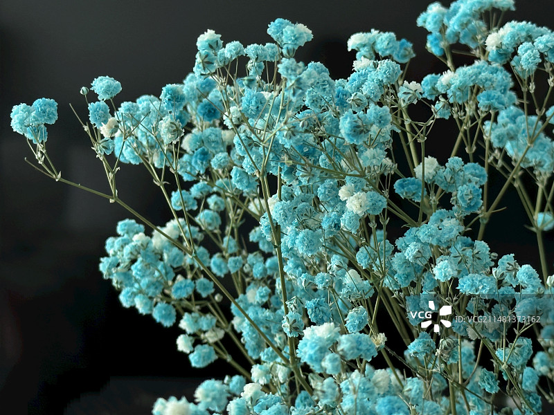 满天星图片素材