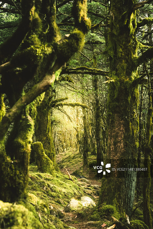 原始森林植被图片素材