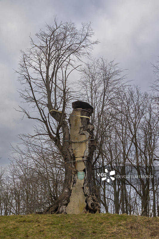 布尔施泰特尔菩提树图片素材