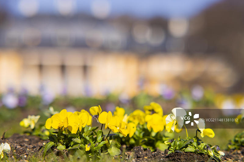 皮尔尼茨宫公园的游乐花园图片素材