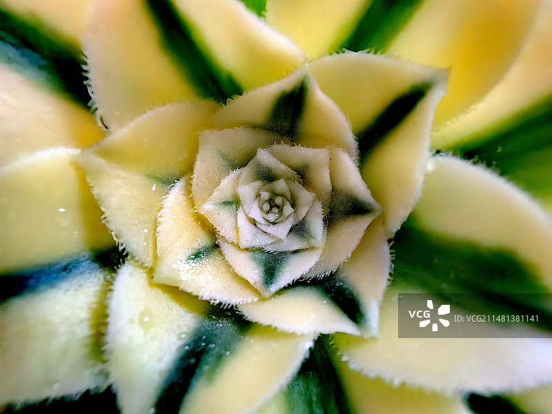 迈巴赫图片素材