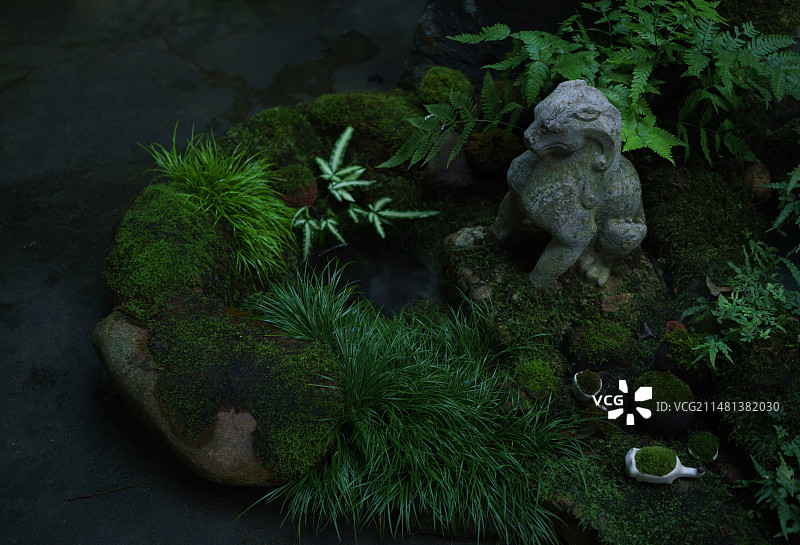 庭院中菖蒲苔藓蕨类和石狮子场景特写图图片素材