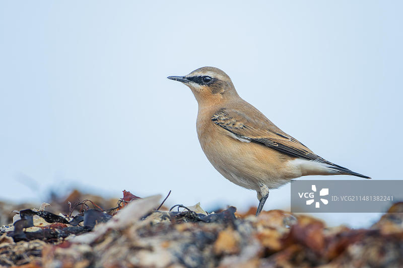 北䳭（Oenanthe oenanthe）：在北海海带中觅食图片素材