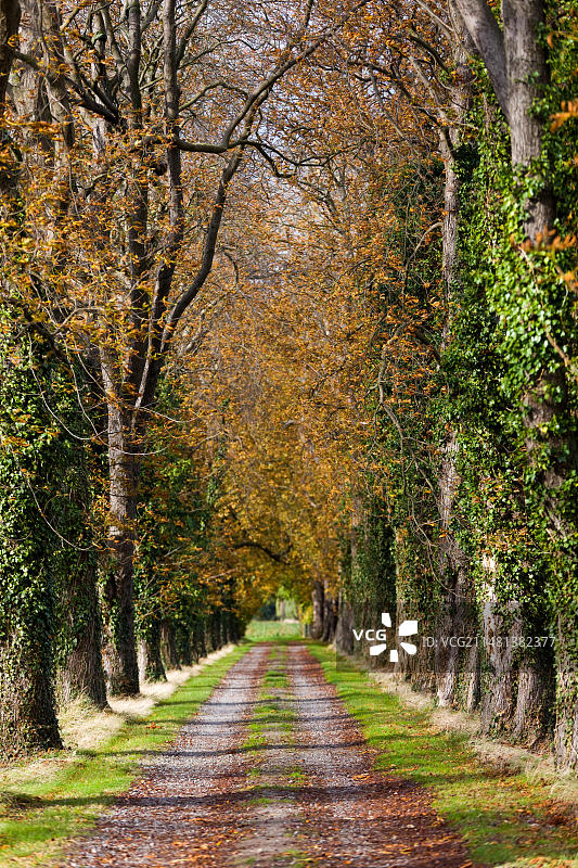 栗树大道图片素材