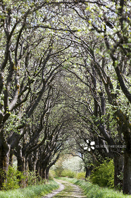 德国图林根州西北部的花楸树大道图片素材