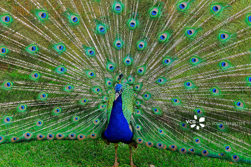 印度孔雀（Pavo cristatus）特写，花园，马德拉岛图片素材