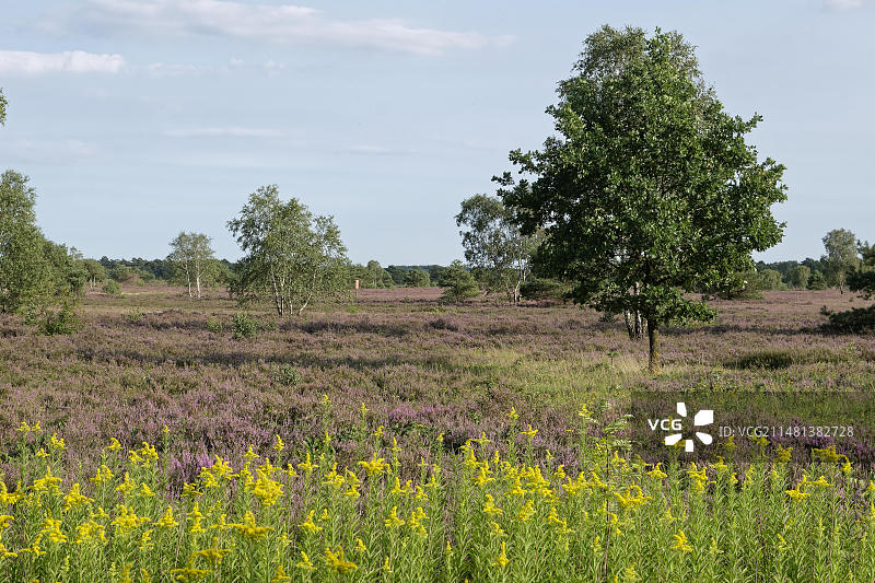 吕讷堡石楠自然保护区奥斯特海德的石楠花，德国下萨克森州施内弗丁根，欧洲图片素材