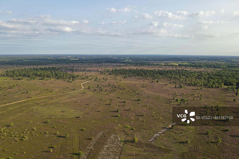 吕讷堡石楠地奥斯特海德石楠花盛开航拍图片素材