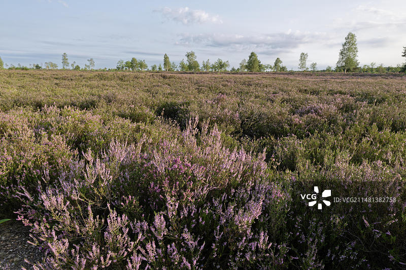 吕讷堡石楠自然保护区奥斯特海德的石楠花，德国下萨克森州施内弗丁根，欧洲图片素材