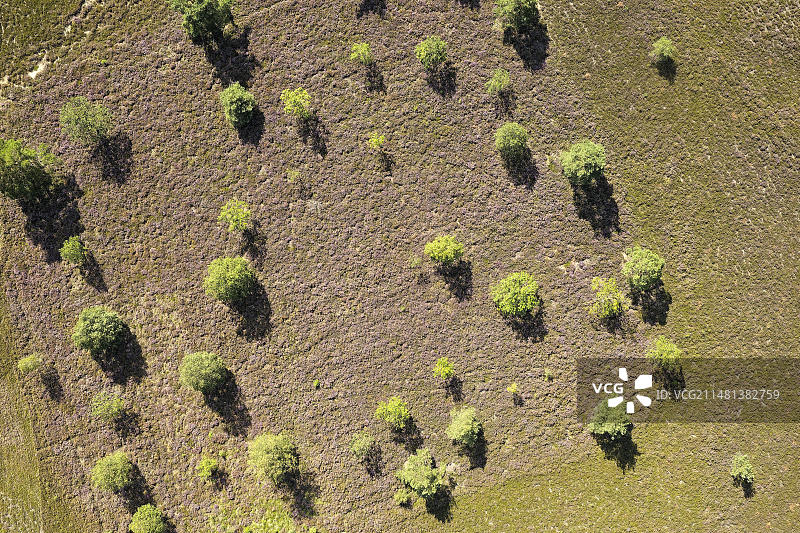吕讷堡石楠地奥斯特海德石楠花盛开航拍图片素材
