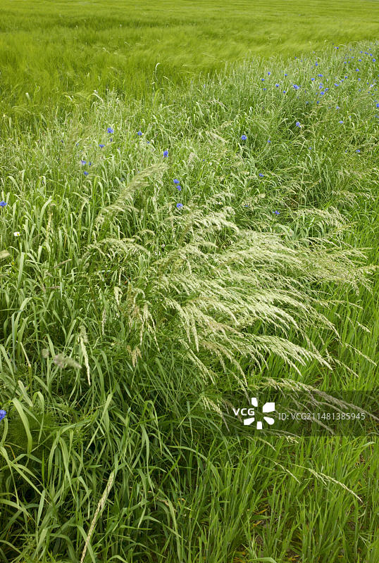 上弗兰肯霍夫附近的景观图片素材