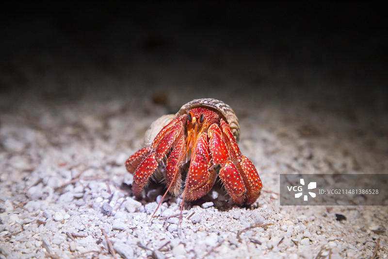 图为澳大利亚艾略特夫人岛上的草莓寄居蟹(橙红陆寄居蟹)图片素材