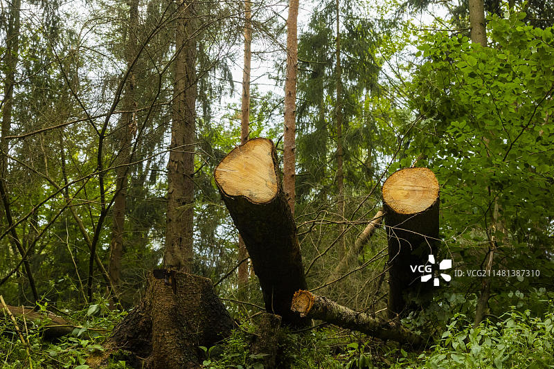辛特赫姆斯多夫地区的枯树，2021年树皮甲虫的侵扰持续加剧图片素材