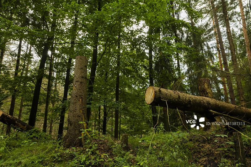 辛特赫姆斯多夫地区的枯树，2021年树皮甲虫的侵扰持续加剧图片素材