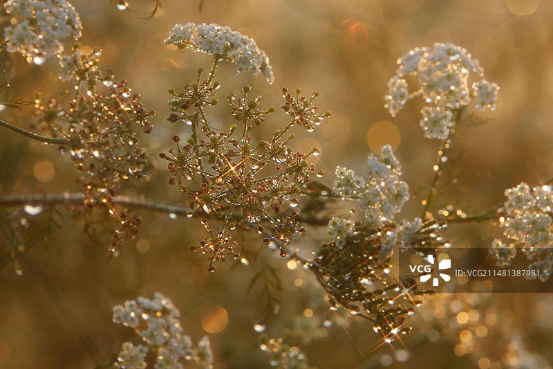 大叶芹背光露珠，德国下萨克森图片素材