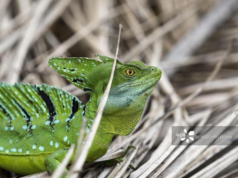 羽冠蜥（Basiliscus plumifrons），哥斯达黎加托尔图格罗国家公园，中美洲图片素材