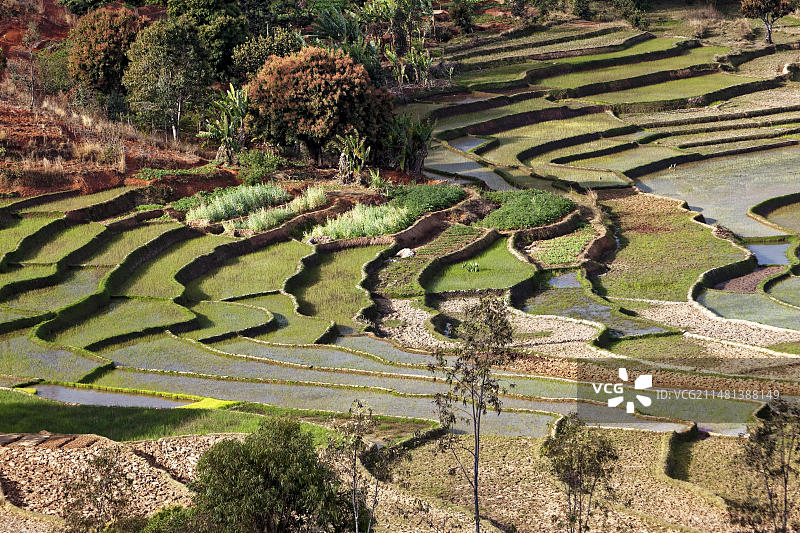 马达加斯加菲亚纳兰楚阿附近的梯田图片素材