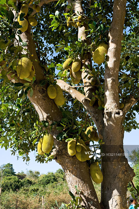 菠萝蜜树，越南，东南亚图片素材