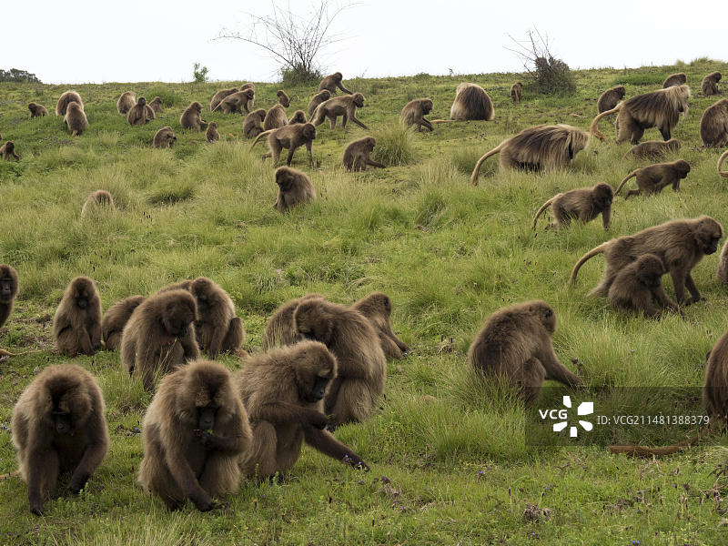 狮尾狒，血胸狒狒，在草地上觅食的大群，塞米恩国家公园，埃塞俄比亚，非洲图片素材