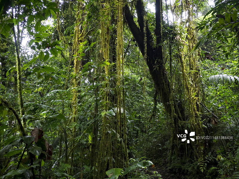 哥斯达黎加米斯蒂科阿雷纳尔吊桥公园雨林图片素材