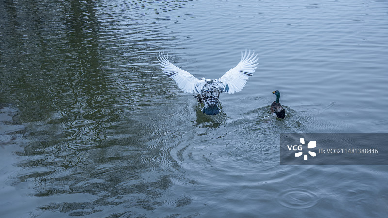 冬季湖水中嬉戏的非洲雁图片素材