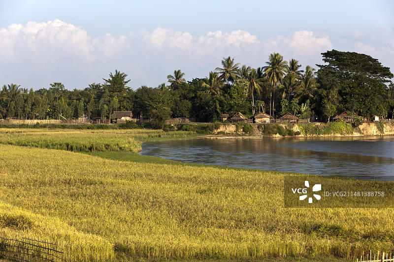 亚洲缅甸勃固省东吁的稻田图片素材