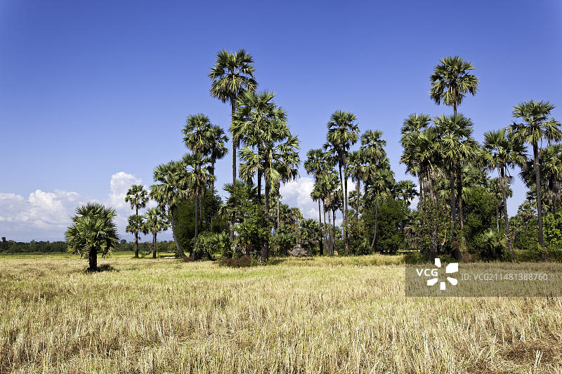 稻田和糖棕榈树，位于缅甸勃固省东吁图片素材