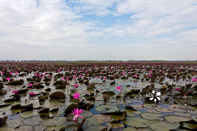 柬埔寨茶胶省睡莲湖风光图片素材