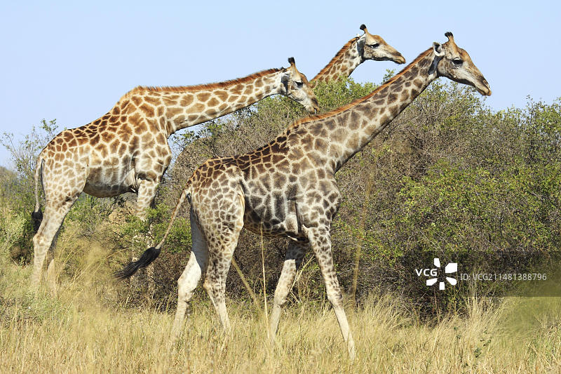非洲博茨瓦纳莫雷米的长颈鹿图片素材