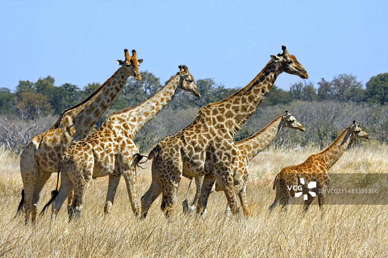 博茨瓦纳长颈鹿群图片素材