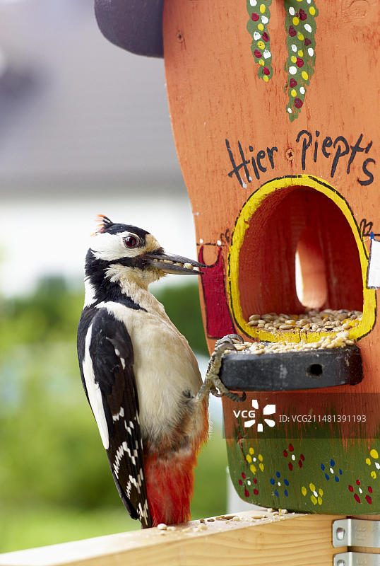 大斑啄木鸟：欧洲常见的啄木鸟，以昆虫和种子为食图片素材