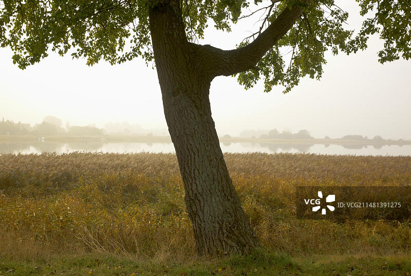 乌曼茨岛：位于库比策和沙普罗德博登的吕根岛，是梅克伦堡-前波莫瑞州的第四大岛屿图片素材