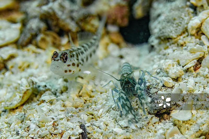 太平洋岛屿共生鰕虎鱼特写图片素材