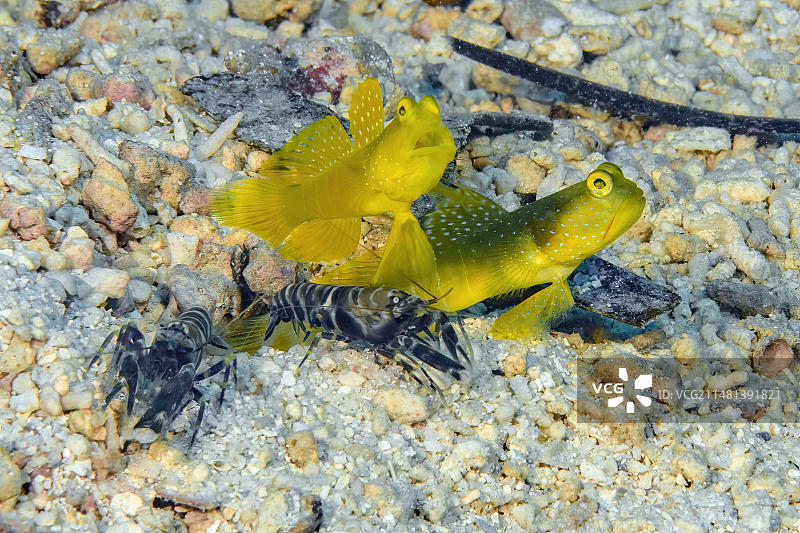 太平洋，卡罗琳群岛，雅浦岛，雅浦州，密克罗尼西亚联邦图片素材