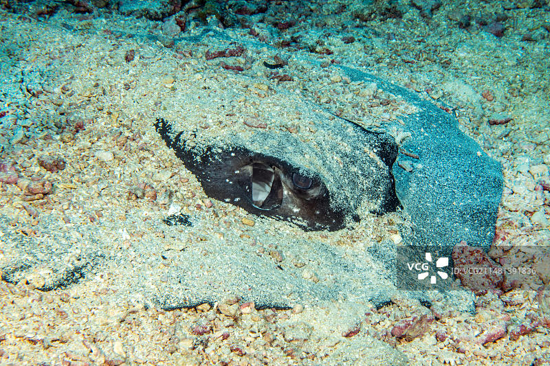 魟鱼头部沙地伪装特写图片素材