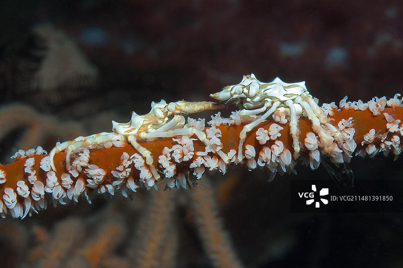 太平洋雅浦岛红珊瑚虾（Xenocarcinus tuberculatus）特写图片素材